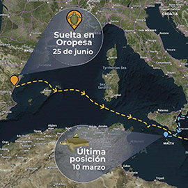 La tortuga Colomera vuelve desde Grecia por la misma ruta