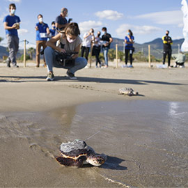 Las cuatro tortugas de El Serradal siguen recorriendo el Mediterráneo a los cinco meses de su suelta
