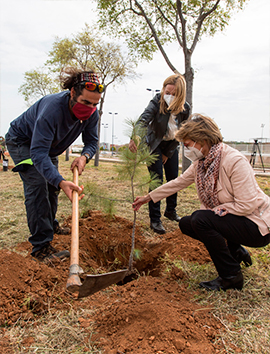 La Universitat Jaume I planta en el Bosque de la Sostenibilidad 30 ejemplares de pino azul