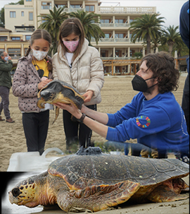 La Fundación Oceanogràfic y Azul Marino sueltan en Benicàssim tres tortugas recuperadas en el ARCA del Mar
