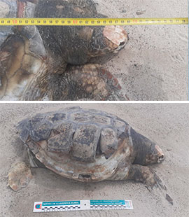 La guardería rural del Consorcio gestor del Paisaje Protegido de la Desembocadura del río Mijares encuentra dos ejemplares muertos de tortuga boba al lado de la gola norte
