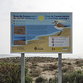Castelló y SEO Bird Life organizan este domingo una jornada de observación de aves