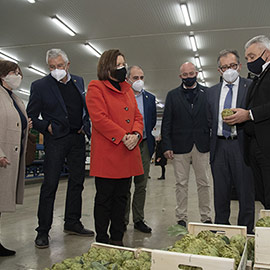 La Diputación subvenciona con 57.000 euros a la DOP Alcachofa de Benicarló para cambiar los plantones afectados por el hongo verticillium y recuperar la producción