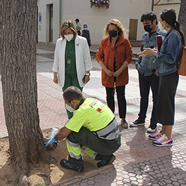 Benicàssim protege 400 árboles contra las plagas de primavera