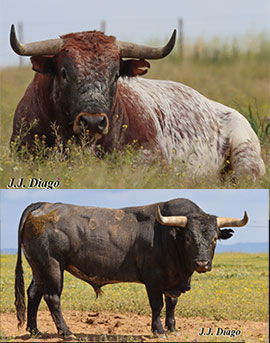 Toros Miura en La Plaza de Toros de Castellón