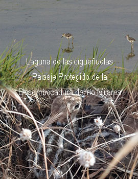 Cinco parejas de cigüeñuelas anidan por primera vez en las lagunas artificiales del Paisaje Protegido de la Desembocadura del río Mijares