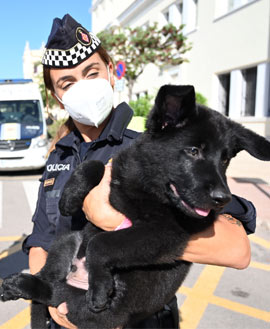 La UCAN de Castelló entrega dos cachorros de perro policía a la Guardia Urbana de Barcelona