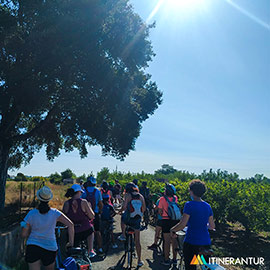Castelló organiza una ruta ciclista en la Marjaleria para realzar su riqueza ambiental y su importancia ecosistémica