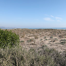 Castelló celebrará el Día Mundial Marítimo con una jornada de limpieza en el Serradal y una suelta de tortuga