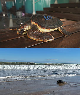 La tortuga recuperada número 600 vuelve al mar