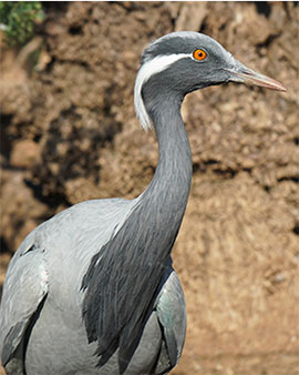 El Oceanogràfic exhibe una especie de grulla extinta en España