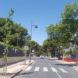 Benicàssim repondrá 130 árboles en alcorques y espacios verdes municipales