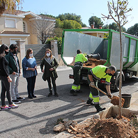 Benicàssim inicia la reposición del arbolado en alcorques y espacios verdes urbanos