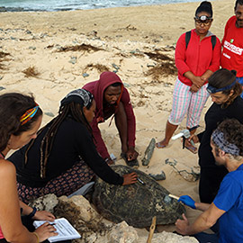 La Fundación Oceanogràfic viaja a Cabo Verde para hallar respuesta a la colonización de las tortugas marinas en el Mediterráneo Occidental