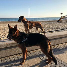 Benicàssim concluye la temporada de acceso de perros a las playas
