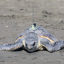 La tortuga ´Paz´ vuelve al mar en Benicàssim