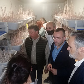 La Diputación de Castellón aporta 100.000 euros como ayuda a las cooperativas cítricas en su lucha contra el cotonet