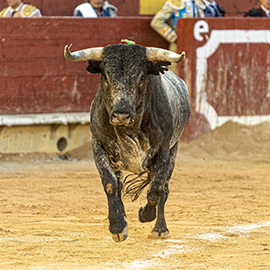 Tarde de toros con Rafaelillo, Paco Ramos y Román