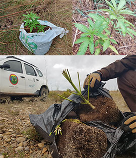 El servicio de Guardería Rural del Consorcio gestor del Paisaje Protegido de la Desembocadura del río Mijares retira una pequeña plantación ilegal de marihuana localizada en la zona de les Goles