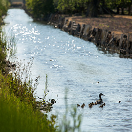Castelló destinará 900, 600 y 400 euros a las mejores fotos que proyecten la riqueza ambiental de la Marjaleria