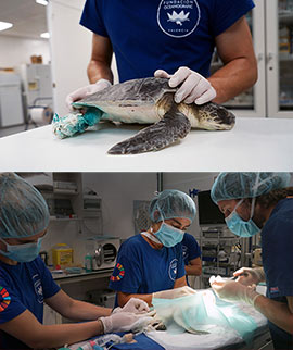 Una familia salva una tortuga marina en peligro crítico de extinción enredada en un saco de rafia