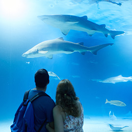 El Oceanogràfic registra récord histórico de visitantes durante el verano