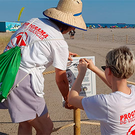 Castelló incrementa un 10 % la población del chorlitejo en la playa del Serradal a través de la campaña de protección con SEO Bird Life