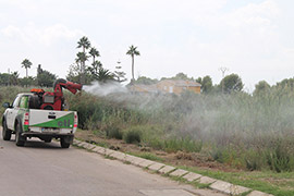 Benicàssim refuerza los tratamientos contra mosquitos ante las lluvias previstas