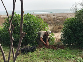 Castelló impulsa una nueva plantación de flora autóctona en la microrreserva de la playa del Serradal