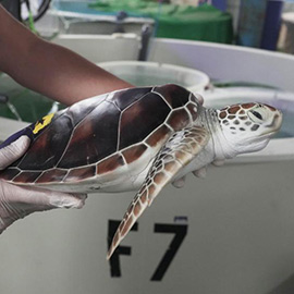 El Oceanogràfic de la Ciutat de les Arts i les Ciències recibe cuatro tortugas verdes en peligro de extinción del acuario de Nagoya en Japón