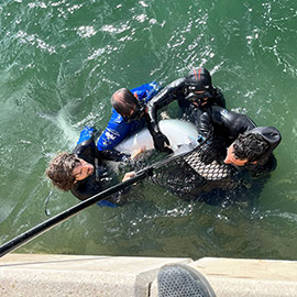 Técnicos de la Fundación Oceanogràfic trasladan a alta mar una tintorera de 2,5 metros desde el Real Club Náutico de València