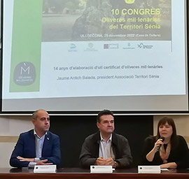 La Diputación de Castellón defiende el potencial turístico de los olivos milenarios como herramienta para luchar contra la despoblación