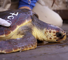 La tortuga número 700 ingresa en el ARCA del Mar de la Fundación Oceanogràfic