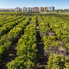 Castelló bonifica en un año el IBI rústico a 448 parcelas en producción con 493 hectáreas para ayudar a reactivar el sector primario