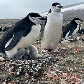 Un equipo del Oceanogràfic participa en el estudio científico sobre la respuesta de los pingüinos al cambio climático en la Antártida