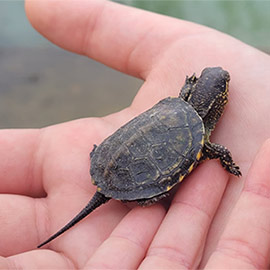 Más de la mitad de las especies del Oceanogràfic están incluidas en la Lista Roja de Especies Amenazadas