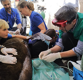 Personal veterinario del Oceanogràfic y clínico de la UCV diagnostican un problema respiratorio en una leona marina