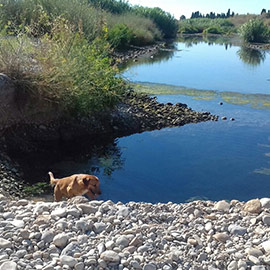 La presencia de perros sueltos en el Paisaje Protegido de la Desembocadura del río Mijares sigue siendo un problema para el éxito reproductor de muchas aves