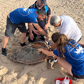 Una tortuga marina pone 62 huevos esta madrugada en la Playa Norte de Gandía