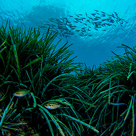 Paradores de turismo se une a las campañas de sensibilización de la Fundación Oceanogràfic