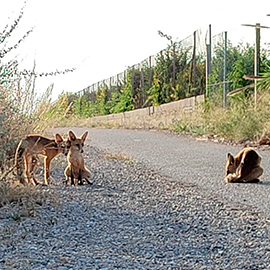 El Consorcio gestor del Paisaje Protegido de la Desembocadura del río Mijares recuerda la problemática de alimentar a la fauna salvaje