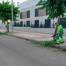 Plan de choque para minimizar la expansión del mosquito tigre en Benicàssim