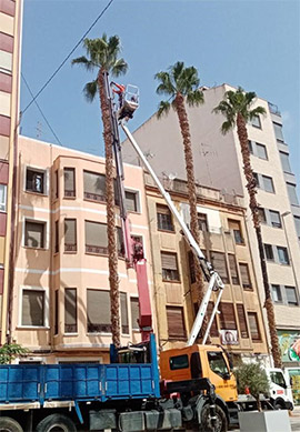 El Ayuntamiento retira varios ejemplares de palmeras en la Avda de Lidón por peligro de caída evitando riesgos a la ciudadanía