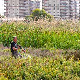 Benicàssim refuerza los tratamientos contra mosquitos tras las lluvias de la semana pasada