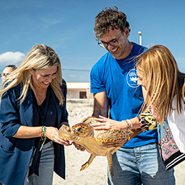 Suelta al mar en Almassora a la tortuga ´Benafelí´ recuperada en el Oceanogràfic de Valencia