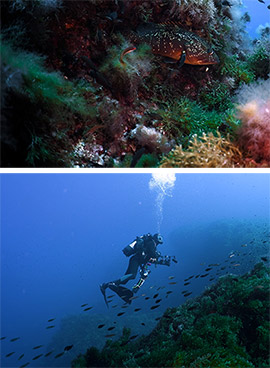 La Fundación Oceanogràfic lidera una expedición pionera para estudiar y proteger los fondos marinos de Skerki