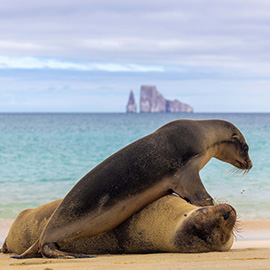 La Fundación Oceanogràfic y la Universidad San Francisco de Quito lanzan un servicio veterinario especializado para monitorizar la salud de las especies marinas en Galápagos