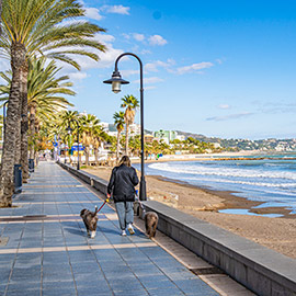 Benicàssim permite el acceso de los perros a las playas desde el próximo 1 de noviembre