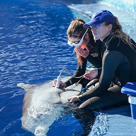 Veterinarios de todo el mundo aprenden diferentes técnicas de rescate con los delfines del Oceanogràfic para ayudar a delfines de río en peligro de extinción
