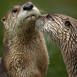 El Consorcio del Mijares realizará nuevos estudios para la conservación de la nutria en el paisaje protegido